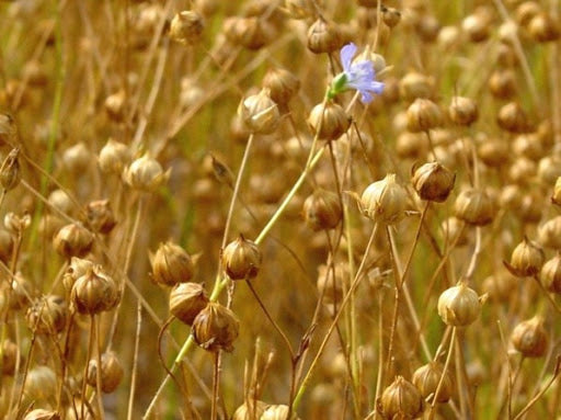 CONSCIOUS SUSTAINABILITY
